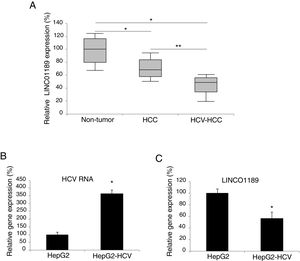 LINC01189 may be closely associated with HCV infection in HCC. (A) Expression of LINC01189 was probed, by qRT-PCR in paired HCC tumor tissues and adjacent non-tumor tissues (n=67) (* P<0.05). In addition, LINC01189 was also probed in a sub-set of HCV-infected HCC tumors (n=21) (** P<0.05). (B) A HCC cell line, HepG2 was infected with HCV virus. After that, HCV RNA expression levels were compared, by qRT-PCR, between infected (HepG2-HCV) and un-infected cells (* P<0.05). (C) Relative expression of LINC01189 in infected (HepG2-HCV) and un-infected HepG2 cells was probed by qRT-PCR (** P<0.05).