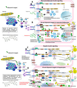 Therapeutic targets of silymarin in IR. A) Insulin is released by pancreatic beta cells  in response to elevated blood glucose levels to maintain homeostatic blood glucose. Insulin binds to its receptor INSR  and undergoes Tyr phosphorylation which activates multiple signaling pathways, mainly PI3K and MAPK pathways. However, insulin regulates carbohydrate and lipid metabolism principally through activation of the PI3K pathway, initiated by interaction between the active, self-phosphorylated INSR with IRS1 . Insulin promotes the translocation of GLUT4 from intracellular compartments to the plasma membrane by a pathway dependent on PI3K and Akt activation  promoting the uptake and storage of glucose in muscle and adipose tissues  [5,6,33,50,57]. B) In an insulin-resistant state, target cells (myocytes and adipocytes) have a decreased response to insulin action and hyperinsulinemia ensues. Poor insulin signaling is attributable to defects in insulin binding with its receptor and/or post-insulin binding modifications that alter the functionality of downstream proteins, such as phosphorylation at Ser/Thr residues of INSR and IRS1. This in turn decreases PI3K and Akt activity, and GLUT4 transporter expression, function, and translocation, resulting in decreased glucose uptake of the skeletal muscle and impaired glycogen, lipid, and protein synthesis. In adipocytes, increased lipolysis increases FFA release into the liver. Silymarin aids in pancreatic function recovery through increased insulin and glucagon expression , normoglycemia, and recovery of insulin serum levels. Silymarin also inhibits JNK and IKK phosphorylation  and NfkB expression , resulting in a decreased production of pro-inflammatory cytokines (TNFα, IL6) . As inflammation is decreased, IRS-1/PI3K/Akt pathway signaling is favored , increasing GLUT4 expression , glucose uptake , and PTEN expression  in muscleskeletal cells [5,6,33,38,50,57,61]. C) In an insulin-sensitive state, binding of insulin to INSR  and phosphorylation or tyrosine residues  leads to activation of the PI3K-Akt pathway , contributes to glycogen synthesis, decreased gluconeogenesis, protection against apoptosis, stimulation of mRNA translation, lipid and protein synthesis through the GSK3, mTOR and FoxO pathways [5,6,33,50,57]. D) In an insulin-resistant state, hyperinsulinemia leads to increased gluconeogenesis, uptake of FFAs, accumulation of lipids inside the cell, and decreased glycogen synthesis. This generates ROS in the mitochondrial chain which act on the fatty acids in the cell membrane causing lipid peroxidation. ROS induces pro-inflammatory cytokine synthesis including TNF-α, TGF-β1, and IL-6. Silymarin restores IRS-1/PI3K/Akt pathway signaling , increases PTEN expression , activates CFLAR expression and inhibits JNK and IKK phosphorylation , NfkB expression , and proinflammatory cytokine expression (TNFα, IL6) , eliminates free radicals resulting from lipid peroxidation  and increases GSH cell content  [5,6,33,38,44,50,57,61]. Akt, Protein kinase B; CASP8, Caspase 8; CFLAR, CASP8 and FADD like apoptosis regulator; FADD, Fas associated via death; FFA, free fatty acids; FoxO, Forkhead box O; GLUT4, Glucose transporter 4; GSH, glutathione; GSK3, Glycogen synthase kinase 3; IKK, I kappa B kinase complex; IL-6, Interleukin-6; INSR, Insulin receptor; IRS1, Insulin receptor substrate 1; JNK, c-Jun N-terminal kinase; MAPK, Mitogen-activated kinases; mTOR, Mammalian target of rapamycin; NfkB, nuclear factor kappa-light-chain-enhancer of activated B cells; PI3K, phosphatidylinositol 3-kinase; PTEN, phosphatase and tensin homolog; ROS, reactive oxygen species; Ser, serine; TGF-β1, transforming growth factor beta-1; Thr, threonine; TNFα, Tumor necrosis factor α; Tyr, tyrosine.