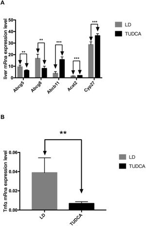 Liver lipid and bile acid metabolism related gene detection results. **; P<0.01; ***; P<0.001. (A) Liver mRNA expression level; (B) Tnfα mRNA expression level.