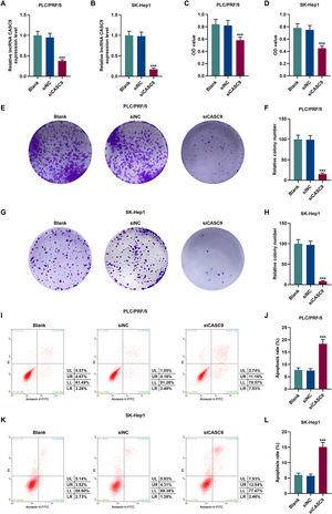 Down-regulated CASC9 decreased the proliferation and promoted the apoptosis of HCC cells. (A): Transfection efficiency of siCASC9 in PLC/PRF/5 cells was detected by qRT-PCR. n = 3. (B): Transfection efficiency of siCASC9 in SK-Hep1 cells were detected by qRT-PCR. n = 3. (C): CCK-8 was used to detect the effect of CASC9 on the viability of PLC/PRF/5 cells. n = 3. (D): CCK-8 was used to detect the effect of CASC9 on the viability of SK-Hep1 cells. n = 3. (E): Colony formation assay was performed to measure the effect of CASC9 on the proliferation of PLC/PRF/5 cells. (F): The colonies containing more than 50 cells were counted. n = 3. (G): Colony formation assay was performed to measure the effect of CASC9 on the proliferation of SK-Hep1 cells. (H): The colonies containing more than 50 cells were counted. n = 3. (I): Flow cytometry was used to detect the effect of CASC9 on the apoptosis of PLC/PRF/5 cells. (J): The apoptosis rate was calculated. n = 3. (K): Flow cytometry was used to detect the effect of CASC9 on the apoptosis of SK-Hep1 cells. (L): The apoptosis rate was calculated. n = 3. * vs. siNC. *** p < 0.001. Abbreviation: HCC, Hepatocellular carcinoma; CCK-8, Cell Counting Kit-8; siNC, small interfering RNA of negative control.
