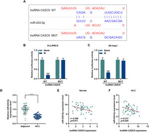 CASC9 specifically targeted miR-424-5p. (A): DIANA-LncBase V2 predicts the binding sites of miR-424-5p and CASC9. (B): Dual-luciferase reporter gene assay was performed to verify the targeted binding sites of miR-424-5p and CASC9 in PLC/PRF/5 cells. n = 3. (C): Dual-luciferase reporter gene assay verified the targeted binding sites of miR-424-5p and CASC9 in SK-Hep1 cells. n = 3. (D): The expression of miR-424-5p in HCC tissues and adjacent normal tissues was detected by qRT-PCR. n = 50. (E): Pearson correlation coefficient was used to analyze the relationship between CASC9 and miR-424-5p in adjacent normal tissues. (F): Pearson correlation coefficient was used to analyze the relationship between CASC9 and miR-424-5p in HCC tissues. & vs. Blank. &&& p < 0.001; vs. Adjacent. △△△ p < 0.001. Abbreviation: HCC, Hepatocellular carcinoma; M: miR-424-5p mimic.