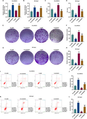 Down-regulated CASC9 inhibited the proliferation and promoted the apoptosis of HCC cells by negatively regulating miR-424-5p. (A): The expression of miR-424-5p in PLC/PRF/5 cells treated with siCASC9 or/ and miR-424-5p inhibitor was detected by qRT-PCR. n = 3. (B): The expression of miR-424-5p in SK-Hep1 cells treated with siCASC9 or/ and miR-424-5p inhibitor was detected by qRT-PCR. n = 3. (C): CCK-8 was used to detect the effect of CASC9 and miR-424-5p on the viability of PLC/PRF/5 cells. n = 3. (D): CCK-8 was used to detect the effect of CASC9 and miR-424-5p on the viability of SK-Hep1 cells. n = 3. (E): Colony formation assay was performed to evaluate the effect of CASC9 and miR-424-5p on the proliferation of PLC/PRF/5 cells. (F): The colonies containing more than 50 cells were counted. n = 3. (G): Colony formation assay was performed to measure the effect of CASC9 and miR-424-5p on the proliferation of SK-Hep1 cells. (H): The colonies containing more than 50 cells were counted. n = 3. (I): Flow cytometry was used to detect the effect of CASC9 and miR-424-5p on the apoptosis of PLC/PRF/5 cells. (J): The apoptosis rate was calculated. n = 3. (K): Flow cytometry was used to detect the effect of CASC9 and miR-424-5p on the apoptosis of SK-Hep1 cells. (L): The apoptosis rate was calculated. n = 3. * vs. IC + siNC; ^ vs. IC + siCASC9; # vs. I + siNC. *** p < 0.001; ^^^ p < 0.001; ### p < 0.001. Abbreviation: HCC, Hepatocellular carcinoma; CCK-8, Cell Counting Kit-8; siNC, small interfering RNA of negative control; IC, inhibitor control; I, miR-424-5p inhibitor.