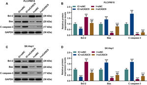 Down-regulated CASC9 promoted the apoptosis of HCC cells by negatively regulating miR-424-5p. (A): Western blot was used to detect the effects of CASC9 and miR-424-5p on the expressions of Bcl-2, Bax and C caspase-3 in PLC/PRF/5 cells. (B): The signal intensities of Bcl-2, Bax and C caspase-3 were quantified. n = 3. (C): Western blot was used to detect the effects of CASC9 and miR-424-5p on the expressions of Bcl-2, Bax and C caspase-3 in SK-Hep1 cells. (D): The signal intensities of Bcl-2, Bax and C caspase-3 were quantified. n = 3. * vs. IC + siNC; ^ vs. IC + siCASC9; # vs. I + siNC. *** p < 0.001; ^^^ p < 0.001; ### p < 0.001. Abbreviation: HCC, Hepatocellular carcinoma; Bcl-2, B-cell lymphoma-2; Bax, BCL2-Associated X; siNC, small interfering RNA of negative control; IC, inhibitor control; I, miR-424-5p inhibitor.
