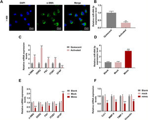 HSCs were successfully isolated, and activating HSCs or upregulating miR-494-3p had a regulatory effect the levels of miR-494-3p and HSC activation-related proteins and fibrosis-related proteins. A. Localization and expression of ɑ-SMA in cells were determined by immunofluorescence (magnification × 400, scale bars = 20 μm). B. MiR-494-3p level was down-regulated in activated HSCs, as detected by qRT-qPCR assay. C. Expression levels of activation-related proteins in HSCs were detected by qRT-qPCR assay. Expression levels were normalized to glyceraldehyde-3-phosphate dehydrogenase (GAPDH). D. Transfection efficiency of miR-494-3p was up-regulated by miR-494-3p mimic, as detected by qRT-PCR assay. Expression levels were normalized to U6. E-F. The effect of miR-494-3p on the levels of HSC activation- and fibrosis-related protein was detected by qRT-PCR assay. Expression levels were normalized to GAPDH. All experiments have been performed in triplicate and data were expressed as mean ± standard deviation (SD). **P < 0.01, ***P < 0.001 vs Mock group; ^^^P < 0.001 vs Quiescent group.
