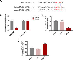 MiR-494-3p targeted TRAF3 and inhibited TRAF3 expression, while overexpressed TRAF3 promoted TRAF3 expression. A. The binding sites of miR-494-3p and TNF receptor-associated factor 3 (TRAF3) were predicted by TargetScan v7.2 (https://www.targetscan.org/). B. The direct interaction of miR-494-3p and TRAF3 was confirmed by dual-luciferase reporter assay. C. The effect of miR-494-3p on TRAF3 expression was determined by qRT-PCR assay. D. The transfection efficiency of TRAF3 was detected by qRT-PCR assay. Expression levels were normalized to GAPDH. All experiments have been performed in triplicate and data were expressed as mean ± standard deviation (SD). ***P < 0.001 vs Mock group; ###P < 0.001 vs Blank group; ^^^P < 0.001 vs negative control (NC) group.