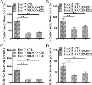 RRAGD promotes HCC cells migration and invasion. (A and B) Huh-7 and HepG2 cells were subjected to transwell migration assay. (C and D) Huh-7 and HepG2 cells were subjected to transwell invasion assay. Data were presented as mean ± S.D. of three independent experiments, ** P <  0.01.