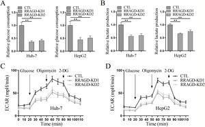 RRAGD promotes the Warburg effect in HCC cells. (A) The glucose consumption ratio measured in Huh-7 and HepG2 cells with or without RRAGD knockdown. (B) Lactate production ratio in Huh-7 and HepG2 cells with or without RRAGD knockdown. (C and D) ECAR of Huh-7 (C) and HepG2 (D) cells with or without RRAGD knockdown were measured by the Seahorse Bioscience XF96 analyzer. Glucose (10 mM), ATP synthase inhibitor oligomycin (1 μM), and glycolysis inhibitor 2-DG (50 mM) were added to the cells at the indicated time points. Data were presented as mean ± S.D. of three independent experiments. ** P <0.001.
