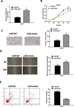 miR-20b-5p promotes HCC cell proliferation, migration and invasion, and inhibits cell apoptosis. (A) qRT-PCR was performed to test miR-20b-5p expression in Huh-7 cells. The proliferative ability, invasive ability and migratory ability of Huh-7 cells were detected via (B) CCK-8 assay, (C) Transwell invasion assay (100×) and (D) wound healing assay (40×); (E) Flow cytometry was conducted to assess the apoptotic rate of Huh-7 cells. *p < 0.05.