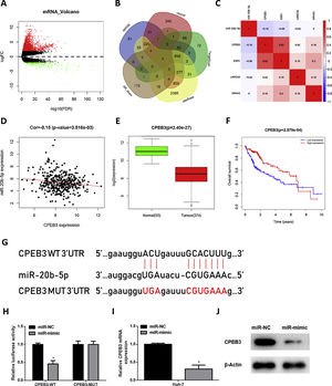 miR-20b-5p targets and silences CPEB3 in HCC cells. (A) Volcano plot of DEmRNAs in TCGA-LIHC dataset; (B) Venn diagram of down-regulated DEmRNAs in TCGA-LIHC dataset and predicted target mRNAs of miR-20b-5p; (C) Pearson correlation analysis of miR-20b-5p and 4 predicted target genes; (D) Pearson correlation analysis of miR-20b-5p and CPEB3 in tissue samples; (E) Relative expression of CPEB3 in TCGA-LIHC dataset; (F) Survival analysis of CPEB3 in TCGA-LIHC dataset. Abscissa and ordinate stand for time (years) and overall survival, respectively. Red and blue lines represent high- and low-expression groups, respectively; (G) The binding sites between miR-20b-5p and CPEB3 3’UTR predicted by a bioinformatics database; (H) The luciferase activity of CPEB3-WT and CPEB3-MUT detected via dual-luciferase reporter assay; (I) CPEB3 mRNA expression in Huh-7 cells (miR-NC and miR-mimic) determined through qRT-PCR; (J) CPEB3 protein expression in Huh-7 cells (miR-NC and miR-mimic) detected by western blot. *p < 0.05