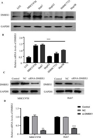 HCC cells show higher DMBX1 expression than normal liver cells. (A–B) Western blot and RT-qPCR were used to compare the protein and mRNA expression levels, respectively, of DMBX1 in a normal liver cell line (LO2) and four HCC cell lines; the two HCC cell lines with high DMBX1 expression were used for subsequent experiments. (C–D) DMBX1 was knocked down in MHCC97H and Huh7 cells, and decreased expression was confirmed by western blotting and RT-qPCR. The real-time qPCR and western blotting analyses were replicated three times. **P < 0.01, ***P < 0.001. DMBX: diencephalon/mesencephalon homeobox 1; GAPDH, glyceraldehyde 3-phosphate dehydrogenase; NC: negative control; siRNA: small interfering RNA.