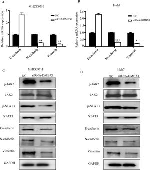 Loss of DMBX1 expression mitigates EMT activation and JAK/STAT3 signaling in HCC cells. (A–B) RT-qPCR was used to determine the expression levels of E-cadherin, N-cadherin and vimentin to study the effect of DMBX1 knockdown on EMT in MHCC97H and Huh7 cells. (C–D) The expression levels of JAK and STAT3 were measured to investigate the effect of DMBX1 knockdown on the activation status of the JAK/STAT3 pathway in MHCC97H and Huh7 cells. *P < 0.05, **P < 0.01, ***P < 0.001. DMBX1: diencephalon/mesencephalon homeobox 1; NC: negative control; siRNA: small interfering RNA.