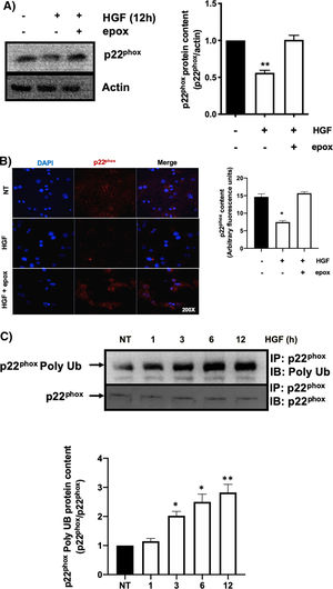 HGF induces the decrease of p22phox by a mechanism of proteasome 26S. Primary mouse hepatocytes were pretreated with epoxomicin (epox, 200 mM) for 30 min, followed of HGF treatment (50 ng/mL) for 12 h and p22phox was evaluated by A) Western blot and densitometric analysis; B) Immunofluorescence and fluorescence quantification of p22phox (in red), nuclei judged by DAPI fluorescence (blue). Images are representative of at least three independent experiments. Original magnification 200 × . C) Immunoprecipitation of p22phox and immunoblot of poly ubiquitination (poly Ub) and densitometric analysis. Each bar represents the average of at least three independent experiments ± SEM. * p < 0.05 vs NT. ** p < 0.01 vs NT.