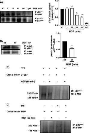c-Met interacts with p22phox in primary mouse hepatocytes. Primary mouse hepatocytes were treated with HGF (50 ng/mL) for different times. A) Immunoprecipitation of p22phox and immunoblot of c-Met, and B) Immunoprecipitation of c-Met and immunoblot of p22phox. C) Crosslinking using 3,3-dithiobis (sulfosuccinimidyl propionate) (DTSSP, 1 mM) cell permeable crosslinker agent and, D) Crosslinking using the dithiobis (succinimidyl propionate) (DSP, 0.5 mM) cell impermeable crosslinker agent. Crosslinking experiments were subjected to immunoprecipitation of p22phox and immunoblot of c-Met. The product band at 250 KDa represents the molecular weight of c-Met plus p22phox. Images representative of at least three independent experiments.