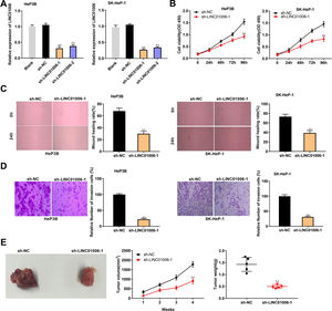 LINC01006 knockdown inhibited the viability, migration, and invasion of HCC cells in vitro, and the tumor growth in vivo. A, The expression of LINC01006 was decreased by transfection of sh-LINC01006-1/2 in HeP3B and SK-HeP-1 cells. ** P < 0.01 vs. Blank. B, Cell viability was determined by MTT analysis. C, Wound healing assay was carried out to detect the migration of HeP3B and SK-HeP-1 cells. D, Transwell assay was performed to detect the invasion of HeP3B and SK-HeP-1 cells. E, Tumor volume and weight were measured in a mouse xenograft model. ** P < 0.01 vs. sh-NC (B–E).