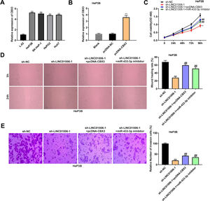 The anti-tumor effect of LINC01006 knockdown on HCC cells was partially reversed by miR-433-3p inhibition or CBX3 overexpression. A, CBX3 expression in HCC cell lines was measured by qRT-PCR. ** P < 0.01 vs. L-02. B, CBX3 expression in pcDNA-CBX3-transfected HeP3B cells was detected by qRT-PCR. ** P < 0.01 vs. Blank. C, Cell viability of co-transfected HeP3B cells was determined by MTT assay. D, Wound healing assay was carried out to detect the migration of co-transfected HeP3B cells. E, Transwell assay was performed to detect the invasion of co-transfected HeP3B cells. ** P < 0.01 vs. sh-NC; ## P < 0.01 vs. sh-LINC01006-1.