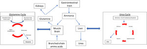 Ammonia metabolism pathways. In patients without chronic liver disease ammonia is metabolised by the liver (urea cycle) and in the skeletal system (glutamine synthetase) in a 1:1 ratio. With chronic liver disease and zinc deficiency, the urea cycle is unable to adequately metabolise ammonia, therefore more ammonia is detoxified in the skeletal system by the glutamine cycle.