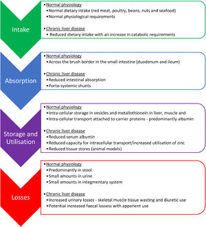 Normal zinc absorption and altered absorption in patients with chronic liver disease.
