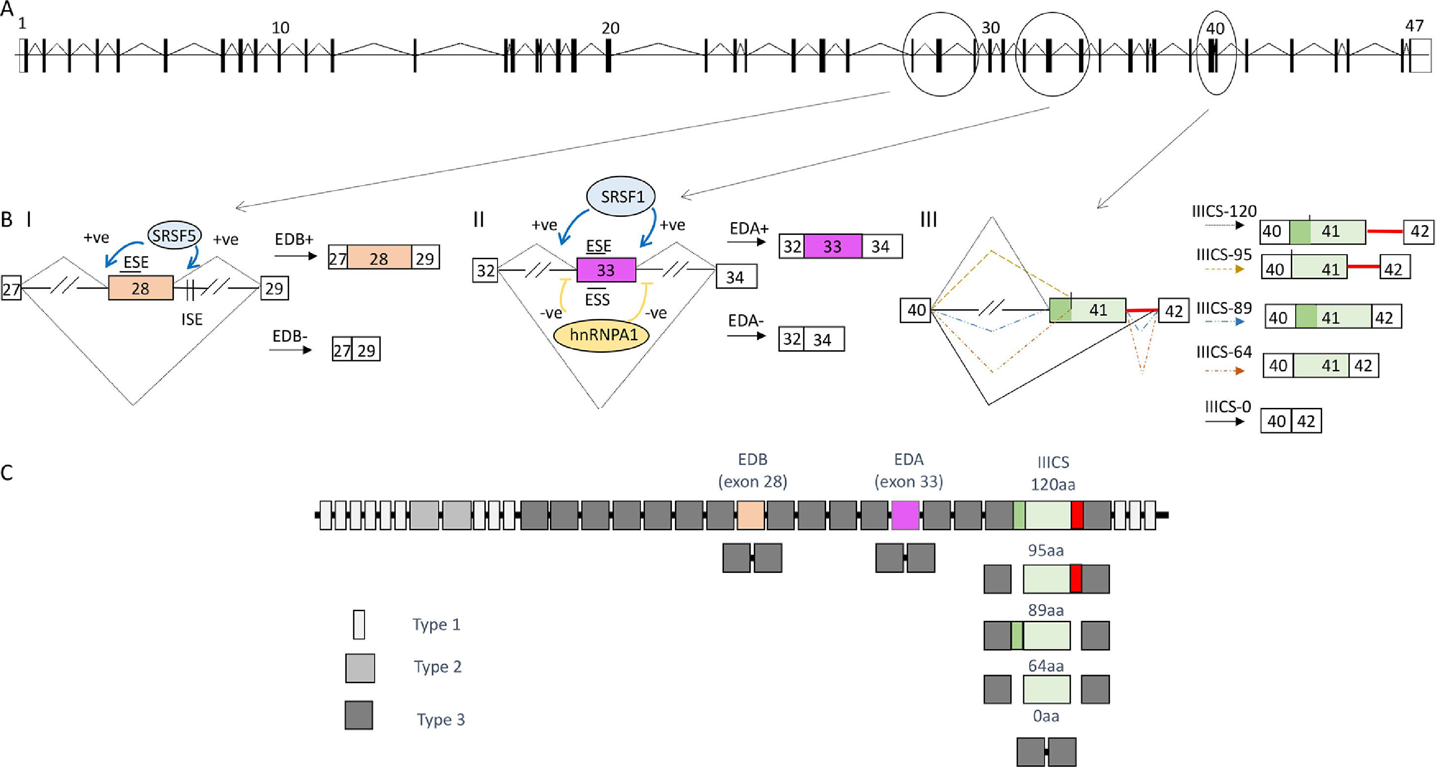 Alternative splicing and liver disease | Annals of Hepatology