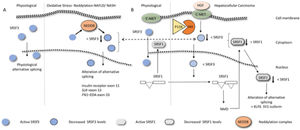 Diagram exemplifying how alteration of SRSF3 can result in liver pathologies. (A) hepatic fibrosis/ liver inflammation reduces the expression levels of SRSF3 via neddylation. Decreased SRSF3 expression in the nucleus (blue circle with dotted circumference) affects the inclusion or exclusion of hundreds of exons, a few, of which are known to be central to NAFLD, NASH, and liver cirrhosis liver are indicated. (B) Hepatocyte growth factor, binding to hepatocyte growth factor receptor (C-Met), induces the PI3K/Akt signaling pathway to decrease SRSF3 levels. The decrease in SRSF3 levels results in an alternative splicing event within the SRSF1 gene producing an isoform that undergoes nonsense-mediated decay. This results in a decreased in SRSF1 expression. Low expression of SRSF1 in the nucleus produces a variety of alterations in the splicing events among which that of the tumor suppressor Kruppel-like factor 6 (KLF6), enhancing the splicing pattern SV1 isoform [66], which leads to increased cell proliferation as it antagonizes the ability of wild-type KLF6 to suppress it.