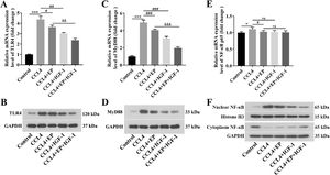 IGF-1 inactivation of the TLR4/MyD88/NF-κB signaling pathway mediated by HMGB1 in cirrhosis rats. qRT-PCR was employed to examine the mRNA levels of TLR4 (A), MyD88 (C), and NF-κB (E) in each group. The protein levels of TLR4 (B), MyD88 (D), and NF-κB (F) were detected using western blotting. *P<0.05, ⁎⁎⁎P<0.001, vs. control group, #P<0.05, ##P<0.01, ###P<0.001, vs. CCL4 group, &&P<0.01, &&&P<0.001, vs. CCL4+EP group.