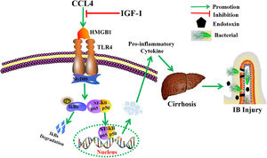 Schematic overviews the underlying mechanism that contributes to the protective role of IGF-1 in CCL4-induced cirrhosis and IB injury. IGF-1 exerts a protective effect on CCL4-induced cirrhosis and IB dysfunction by blocking HMGB1-induced the TLR4/MyD88/NF-κB pathway.