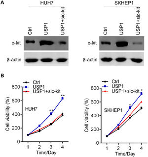 USP1 upregulation of c-kit promotes HCC cell growth. (A) Immunoblotting analysis of c-kit in Ctrl, USP1, and USP1+sic-kit HUH7 and SKHEP1 cells. (B) CCK8 analysis of cell proliferation in cells described in A. *p < 0.05. **p < 0.01.