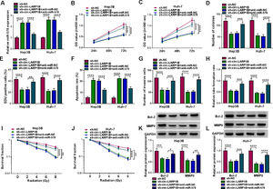 Circ-LARP1B silencing suppresses tumorigenesis and enhances radiosensitivity in HCC cells via miR-578. (A-L) Hep3B and Huh-7 cells were transfected with sh-NC, sh-circ-LARP1B, sh-circ-LARP1B + anti-miR-NC, sh-circ-LARP1B + anti-miR-578. (A) Detection of miR-578 expression in cells using qRT-PCR. (B-E) Cell proliferation analysis using CCK-8, colony formation, and EDU assays. (F) Cell apoptosis analysis using FCM. (G) Transwell assay for cell invasion. (H) Tube formation ability of HUVECs cultivated in the TCM from transfected cells. (I, J) Colony formation assay for survival fraction in cells exposed to various doses of irradiation (0, 2, 4, 6 or  8 Gy). (K, L) Western blot analysis for the levels of Bcl-2 and MMP9 protein. *P<0.05, **P<0.01, ***P<0.001, ****P<0.0001.