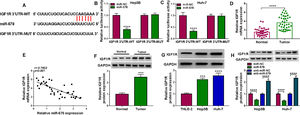 IGF1R is a target of miR-578 in HCC cell. (A) The potential binding sites between IGF1R and miR-578. (B, C) Dual-luciferase reporter assay for the luciferase activity of wild-type and mutated IGF1R reporter after miR-578 overexpression in Hep3B and Huh-7 cells. (D) qRT-PCR analysis of IGF1R mRNA in HCC tissues and adjacent normal tissues. (E) Pearson's correlation coefficient analysis for the correlation between miR-578 and IGF1R expression in HCC tissues. (F, G) Western blot analysis of IGF1R protein level in HCC tissues and adjacent normal tissues, as well as in HCC cells and normal THLE-2 cells. (H) Western blot analysis of IGF1R expression in Hep3B and Huh-7 cells transfected with miR-578, miR-NC, anti-miR-578, or anti-miR-NC. ***P<0.001, ****P<0.0001.