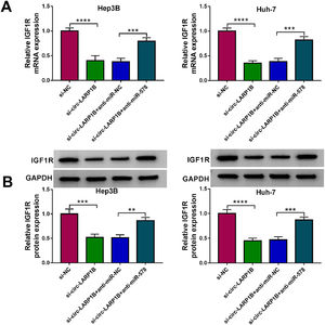 Circ-LARP1B can regulate IGF1R expression through miR-578. (A, B) qRT-PCR and Western blot analysis of IGF1R expression in Hep3B and Huh-7 cells transfected with sh-NC, sh-circ-LARP1B, sh-circ-LARP1B + anti-miR-NC, sh-circ-LARP1B + anti-miR-578. **P<0.01, ***P<0.001, ****P<0.0001.