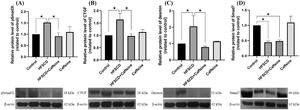Caffeine prevents fibrosis by blocking the pSmad3L pathway in rats fed a high-fat, high-sucrose, high-cholesterol diet (HFSCD). The protein levels of pSmad3L (A), CTGF (B), desmin (C), and Smad7 (D) in liver tissue samples from the control, HFSCD, HFSCD + caffeine and caffeine groups were determined by western blot analysis (n = 3), and β-actin was used as a control. The values are presented as fold increases in optical density values normalized to the values of the control group (control = 1). Each bar represents the mean value ± SE. (*) indicates P < 0.05.