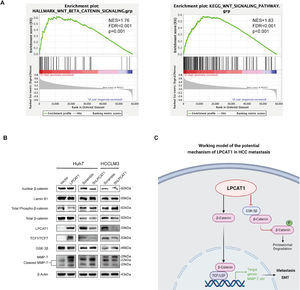 LPCAT1 activates the Wnt/β-catenin signaling pathway in HCC cells. (A) The relationship between LPCAT1 expression and the Wnt/β-catenin signaling pathway was estimated by GSEA. The datasets were derived from the MSigDB database (http://www.gsea-msigdb.org/gsea/msigdb/). (B) The expression of key members of the Wnt/β-catenin signaling pathway and its downstream effectors was analyzed using western blot. (C) Schematic model of the function and potential mechanism of LPCAT1 in HCC metastasis was created with BioRender.com. (Abbreviations: GSEA, gene set enrichment analysis).