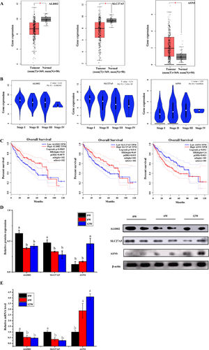 The expression and survival analysis of ALDH2, SLC27A5 and ASNS in patients with HCC and validation. (A) The expression of ALDH2, SLC27A5 and ASNS in HCC. (B) The expression of ALDH2, SLC27A5 and ASNS in different stages of HCC. (C) Survival analysis of ALDH2, SLC27A5 and ASNS. (D) WB analysis of ALDH2, SLC27A5 and ASNS. (E) qRT-PCR analysis of ALDH2, SLC27A5 and ASNS.