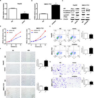 microRNA-155 inhibits PTEN to promote hepatocellular carcinoma cell biology. A qRT-PCR to detect the relative expression of microRNA-155 and PTEN in each group; B western blot to detect the expression of PTEN, E-cadherin, cyclin D, N-cadherin in each group; C CCK8 assay to respond to the C CCK8 assay; D Flow cytometry assay to detect apoptosis; E Scratch assay to detect migration ability; F traswell chamber assay to detect invasion level. (Subgroups: HepG2 NC, HepG2 mimics, SMMC-7721 NC, SMMC-7721 inhibitor).