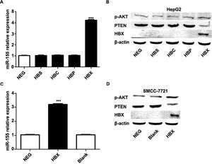 HBX upregulates miR-155 to inhibit PTEN expression. A qRT-PCR to detect the relative expression of microRNA-155 and PTEN in HepG2 cells high in HBS, HBP, HBX, and HBC; B western blot to detect the relative expression of PTEN, p- AKT expression; C qRT-PCR to detect the relative expression of microRNA-155 and PTEN in SMMC-7721 cells with high expression of HBX; D western blot to detect the expression of PTEN, p-AKT in HepG2 cells with high expression of HBX.