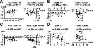 Correlation analysis of IGF-1 with LC3B and p62 in HCC and para-tumor tissues in patients with T2DM or not. (A) Correlation analysis of IGF-1 with LC3B in para-tumor and HCC tissues in patients without T2DM. (B) Correlation analysis of IGF-1 with LC3B in para-tumor and HCC tissues in patients with T2DM. (C) Correlation analysis of IGF-1 with p62 in para-tumor and HCC tissues in patients without T2DM. (D) Correlation analysis of IGF-1 with p62 in para-tumor and HCC tissues in patients with T2DM.