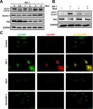 IGF-1 promotes HepG2 cell autophagy and the activation could be inhibited by Wortmannin. (A) The western blotting analysis of autophagy related proteins LC3-II, Beclin-1, and p62 in HepG2 cells treated with IGF-1 (200 ng/ml) for 0.5-6 days. (B) Western blotting of LC3-II and p62 in HepG2 cells treated with IGF-1 (200 ng/ml) and Wortmannin (2μM/ml) for 24 h. (C) Fluorescence of GFP-RFP-LC3 lentivirus transfected HepG2 cells, which were treated with IGF-1(200 ng/ml) for 24 h. GFP (green fluorescence) represented autophagosomes that had not fused with lysosomes. RFP (red fluorescence) represented autophagolysosome. When the green and red fluorescence existed at the same time, it was yellow which meant autophagy induced.