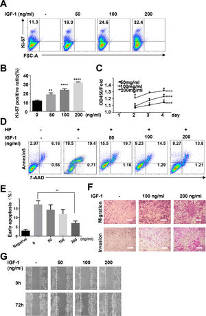 IGF-1 promotes HepG2 cell proliferation, migration and protected HepG2 cells from apoptosis. HepG2 cells were treated with IGF-1 at the concentrations of 50, 100 and 200 ng/ml for 4 days. (A) Flow cytometry of Ki-67 expression in HepG2 cells. Data are representative of three experiments. (B) Statistical analysis of the percentage of Ki-67+ HepG2 cells. (C) MTT assays of IGF-1 (200 ng/ml) treated HepG2 cell proliferation in 1-4 days. (D) Flow cytometry of Annexin V/7-AAD in HepG2 cells treated with IGF-1 for 4 days then treated with hydrogen peroxide (HP) for 5 min. (E) Statistical analysis of the percentage of Annexin V+ 7-AAD- HepG2 cells. (F) Transwell assay of IGF-1 treated HepG2 cells. The cells on the lower surface of the chambers were stained and imaged. Scale bar, 20 μm. (G) Healing scratch assay of IGF-1 treated HepG2 cells. HepG2 cells were incubated with various concentrations of IGF-1 in 6-well plates and the migration of cells was assessed by wound healing scratch assay. The migratory distance was calculated at 72 h in HepG2 cultures before complete wound closure. Data are representative of three experiments. Data represent means ± SD.** P<0.01, **** P<0.0001.