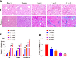 miR-122 expression is decreased in mice with liver cirrhosis (A) Staining with HE and Masson trichrome to determine pathological changes in liver tissues of mice after CCl4 induction (× 200). (B) Expression of FN, α-SMA, and Collagen I in HSCs assessed using qRT-PCR after CCl4 induction. (C) Expression of miR-122 after CCl4 induction determined using qRT-PCR. *P <  0.05, **P <  0.01, ***P <  0.001, vs. the control group. α-SMA, alpha smooth muscle actin; FN, fibronectin; HE, hematoxylin and eosin; HSCs, hepatic stellate cells.