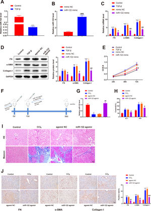 miR-122 inhibits HSC proliferation and activation and reduces cirrhosis in mice (A) Expression of miR-122 in HSCs after TGF-β stimulation detected using qRT-PCR. (B) Expression of miR-122 in HSCs after miR-122 mimic treatment measured using qRT-PCR. (C-D) Expression of FN, α-SMA, and Collagen I in HSCs after TGF-β stimulation and miR-122 mimic treatment determined using qRT-PCR (C) and western blotting (D). (E) Proliferation of HSCs after TGF-β stimulation and miR-122 mimic treatment determined using CCK-8 method. (F) Carbon tetrachloride was injected into mice to establish a liver cirrhosis model and miR-122 agomir was injected into models through caudal vein. (G) Expression of miR-122 in liver tissues of mice after CCl4 induction and miR-122 agomir treatment measured using qRT-PCR. (H) Serum ALT and AST levels of mice after CCl4 induction and miR-122 agomir treatment quantified using assay kits. (I) Representative images of staining with HE and Masson trichrome of pathological changes in liver fibrosis in mice after CCl4 induction and miR-122 agomir treatment (× 200). (J) Levels of FN, α-SMA, and Collagen I in liver tissues of mice after CCl4 induction and miR-122 agomir detected using immunohistochemistry (× 200). N = 3 for cell experiments. N = 6 mice/group. *P <  0.05, **P <  0.01, ***P <  0.001, vs. control; #P <  0.05, ##P <  0.01, ###P <  0.001, vs. mimic NC (agomir NC). FN, fibronectin; α-SMA, alpha smooth muscle actin; ALT, alanine transaminase; AST, aspartate aminotransferase; HE, hematoxylin and eosin; HSCs, hepatic stellate cells; NC, negative control.