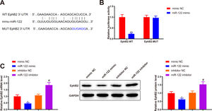 EphB2 is directly targeted by miR-122 (A) StarBase predicting the binding site between miR-122 and 3’UTR of EphB2. (B) Interaction between EphB2 and miR-122 verified using dual luciferase reporter assay. (C) Expression of EphB2 determined using qRT-PCR and western blotting after miR-122 overexpression or knockdown. N = 3, *P <  0.05, **P < 0.01, vs. mimic NC; #P <  0.05, vs. inhibitor NC. EphB2, Ephrin type-B receptor 2; NC, negative control.