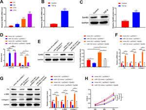 miR-122 inhibits HSC proliferation and activation by downregulating EphB2 (A) Level of EphB2 during HSC activation quantified using qRT-PCR. (B) Level of EphB2 in HSCs after TGF-β stimulation quantified using qRT-PCR. (C) Expression of EphB2 in HSCs after TGF-β stimulation determined by western blotting. (D) Expression of miR-122 and EphB2 in TGF-β-induced HSCs after treatment with miR-122 mimic and pcDNA3.1 EphB2 measured by qRT-PCR. (E) Expression of EphB2 in TGF-β-induced HSCs after treatment with miR-122 mimic and pcDNA3.1 EphB2 tested by western blotting. (F and G) FN, α-SMA, and Collagen I expression in TGF-β-induced HSCs after treatment with miR-122 mimic and pcDNA3.1 EphB2 examined using qRT-PCR (F) and western blotting (G). (H) Cell proliferation in TGF-β-induced HSCs after treatment with miR-122 mimic and pcDNA3.1 EphB2 determined using CCK-8. N = 3. *P <  0.05, **P <  0.01, ***P < 0.001, vs. D1, control, mimic NC + pcDNA3.1, and mimic NC + pcDNA3.1. α-SMA, alpha smooth muscle actin; EphB2. EphB2, Ephrin type-B receptor 2; FN, fibronectin.