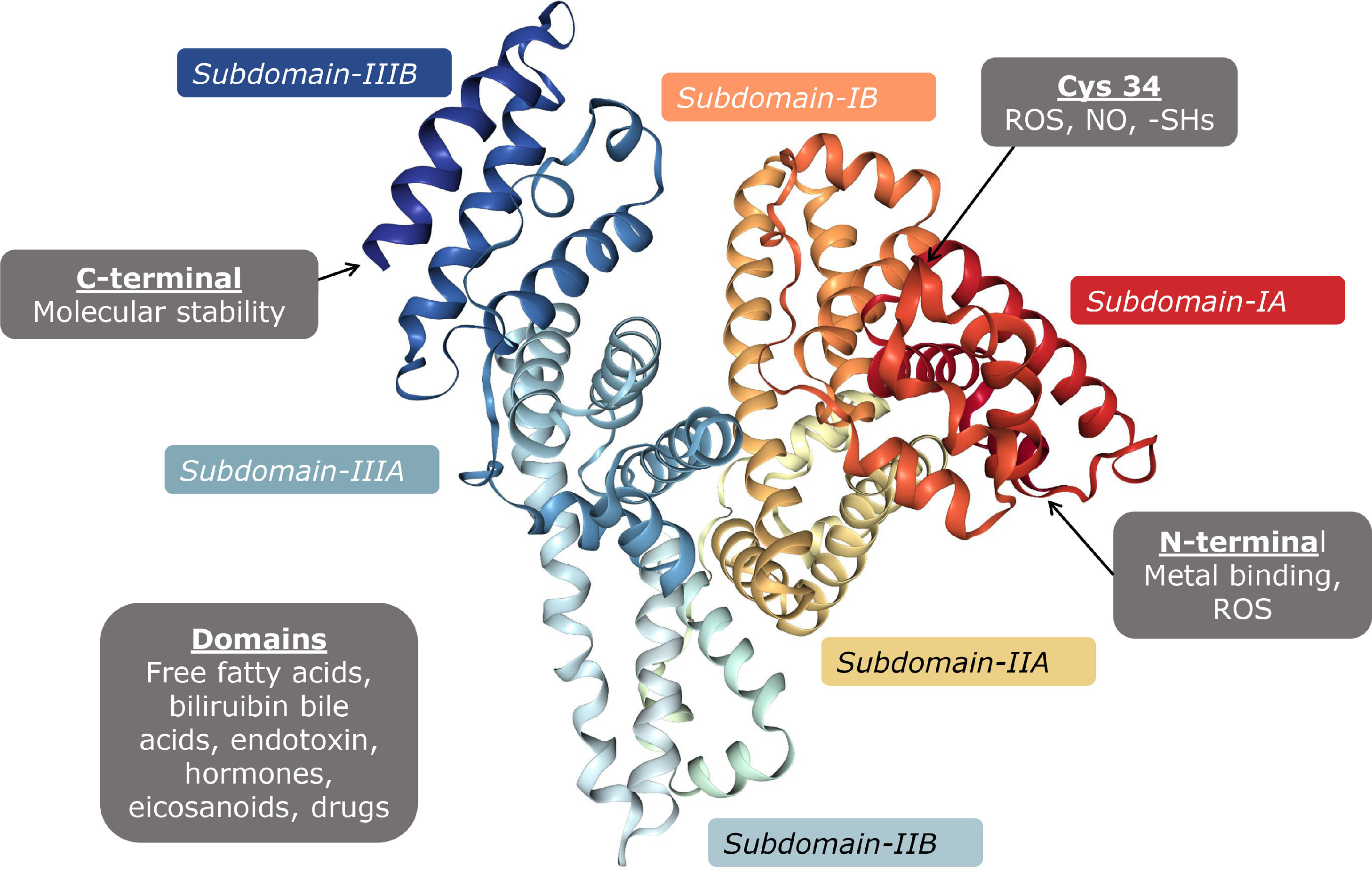 Position statement on the use of albumin in liver cirrhosis