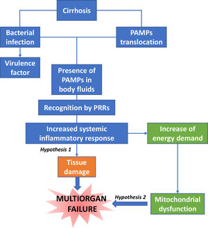 Hypothesis for the mechanisms of organ failures in ACLF.