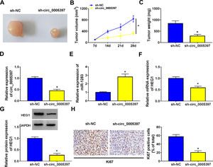 The effect of circ_0005397 silencing on tumor growth in vivo. A, B. The changes of tumor volume after subcutaneous injection of Huh-7 cells containing sh-circ_0005397 or sh-NC in nude mice. C. The changes of tumor weight after subcutaneous injection of Huh-7 cells containing sh-circ_0005397 or sh-NC in nude mice. D. The expression level of circ_0005397 in tumor tissue of nude mice in sh-circ_0005397 and sh-NC group. E. The expression level of miR-1283 in tumor tissue of nude mice in sh-circ_0005397 and sh-NC group. F, G. The expression of HEG1 mRNA and protein in tumor tissue of nude mice in sh-circ_0005397 and sh-NC group. H. The determination of Ki67 in sh-circ_0005397 group was carried out by IHC assay. *P < 0.05.