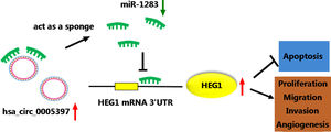 The schematic diagram of our research. The mechanism of the circ_0005397/miR-1283/HEG1 axis in the HCC process.