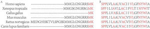 Homology of GP73 in six model organisms. A: Cytoplasmic tails of GP73 in six model organisms (1–12 aa). B: TMD of GP73 in six model organisms (13–35 aa).