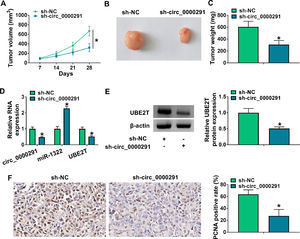 Circ_0000291 knockdown reduces the tumorigenic potential in vivo. (A) Tumor growth of mice injected with Huh-7 cells stably expressing sh-NC or sh-circ_0000291 was recorded every week. Tumor volume was calculated as length × width2 × 0.5. (B) Representative images of xenograft tumors in the sh-NC group and sh-circ_0000291 group were shown. (C) The average final tumor weight in the sh-NC group and sh-circ_0000291 group was recorded. (D) RT-qPCR was conducted to examine the expression of circ_0000291, miR-1322, and UBE2T mRNA in xenograft tumor tissues. (E) Western blot assay was conducted to determine the protein level of UBE2T in xenograft tumor tissues. (F) Immunohistochemical staining was conducted to measure the expression of PCNA in xenograft tumor tissues. *P<0.05.