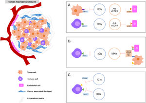 Current combined therapy approaches for the treatment of advanced hepatocellular carcinoma targeting players of the tumor microenvironment. Some strategies of combined therapies: A. Combination of ICIs (either in the tumor cell or in the immune cell) and anti-angiogenesis drugs targeting VEGFR in the vascular endothelial cell. B. Combination of ICIs and MKIs found in endothelial cells and tumor cells and C. Combination of two ICIs targeting immune cells. ICI: immune checkpoint inhibitors; VEGFR: vascular endothelial growth factor receptor; MKI: multikinases inhibitors.