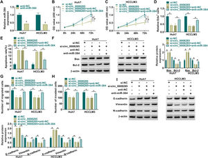 MiR-384 downregulation attenuated the influence of circ_0008285 interference on cell proliferation, migration, invasion, and apoptosis in HCC cells (A) The silencing efficiency of miR-384 inhibitor was detected by qRT-PCR. (B-I) Huh7 and HCCLM3 cells were transfected with si-NC, si-circ_0008285, si-circ_0008285+anti-NC or si-circ_0008285+anti-miR-384. (B-D) CCK-8 and EdU assays were employed to detect cell proliferation ability. (E) The Annexin-V FITC/PI staining was used to assess apoptotic rates. (F) Western blotting assay was utilized to assess the protein levels of Bax and Bcl-2. (G-H) Transwell assays were used to determine cell migration and invasion ability. (I) Western blotting was used to assess the protein levels of E-cadherin, Vimentin and N-cadherin. *P < 0.05.