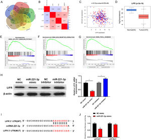 LIFR is directly targeted and down-regulated by miR-221-3p in HCC (A) Target genes of miR-221-3p were predicted by miRDB, mirDIP, TargetScan and starBase databases, and were then intersected with differentially down-regulated mRNAs in TCGA-LIHC dataset; (B) Pearson correlation analysis of miR-221-3p and 3 candidate target genes; (C) Pearson correlation analysis of miR-221-3p and LIFR gene; (D) Relative expression of LIFR in TCGA-LIHC dataset; (E-G) GSEA pathway enrichment analysis of LIFR; (H) Western blot and qRT-PCR were performed to determine the protein and mRNA expression of LIFR in HepG2 cells upon miR-221-3p over-expression or silence, respectively; (I) starBase database was employed to predict the binding site between miR-221-3p and LIFR 3’-UTR; (J) Dual-luciferase reporter assay was conducted to detect whether miR-221-3p targets LIFR; p < 0.05.